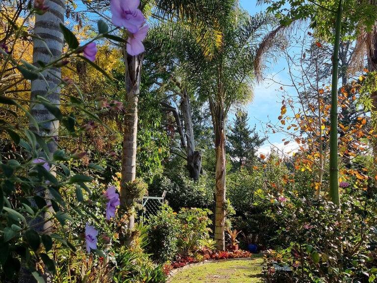 In My Backyard: The beauty of Bromeliads