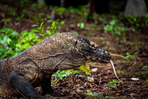 Camping in water at Komodo National ParK - EastLife